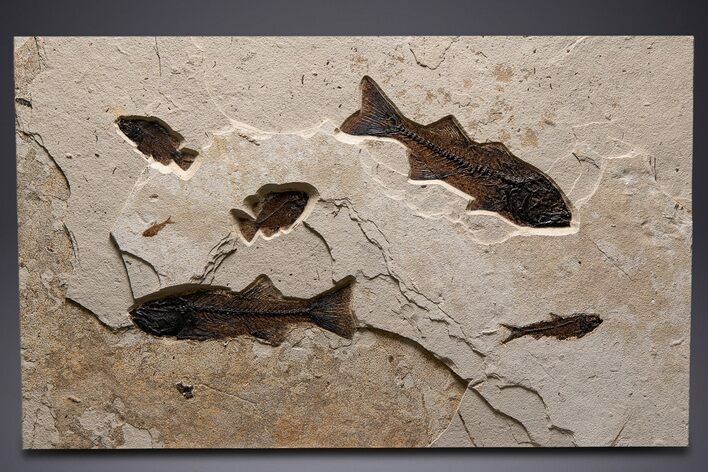 Stunning Green River Fossil Fish Mural with Several Species #342449